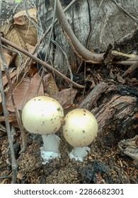 Two yellow mushrooms that had just sprouted. There were pieces of leaves, twigs, and soil. There was a stump behind them. The name of the mushroom is goose egg mushroom, wild mushroom of Thailand.