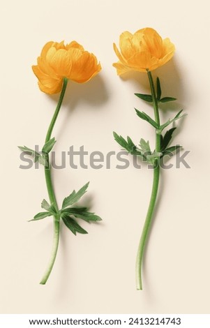 Two yellow orange color flower wild peony with green leaves, Trollius or Globeflower on beige background, minimal flat lay, nature design spring season card, natural blooming blooms, vertical top view