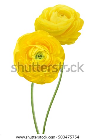Two yellow persian buttercup flowers (Ranunculus ) isolated on white background