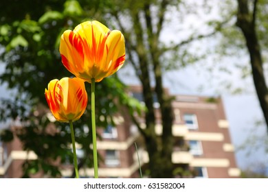 two yellow and red striped or flamed tulip flowers under the trees in front of a high rise building in the sun - Powered by Shutterstock