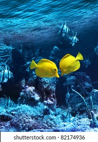 Two yellow tropical fishes meet in blue coral reef sea water aquarium