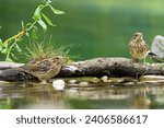 Two Yellowhammers (Emberiza citrinella)  by the water of a bird watering hole. Czech Republic. 
