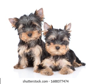 Two Yorkshire Terrier puppies sit and look at camera together. Isolated on white background