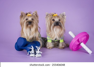 Two Yorkshire Terrier in sportivnmyh costumes with dumbbells isolated on a purple background