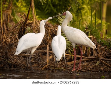 Two young African Spoonbills pester their parent for food in a pond in the Botanic Gardens in Durban, South Africa