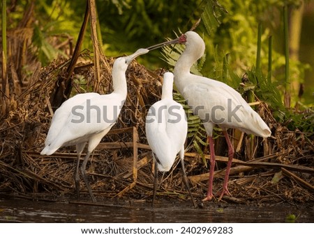 Two young African Spoonbills pester their parent for food in a pond in the Botanic Gardens in Durban, South Africa