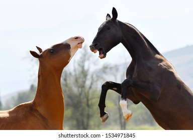 Two young akhal teke breed stallions are fighting, rearing and biting each other. Animal portrait.