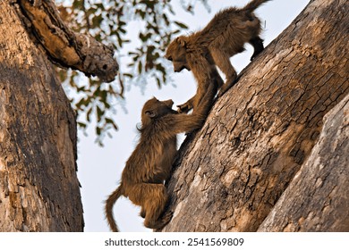 Two young baboons playfully interacting on a tree trunk in a natural setting, showcasing wildlife behavior and nature dynamics.