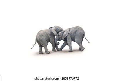 Two young baby African elephant calves playfully snuggling. Isolated on white background.