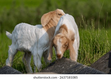 Two Young Baby Goats with Curious Faces – Close-Up of Cute Farm Animals in Natural Light