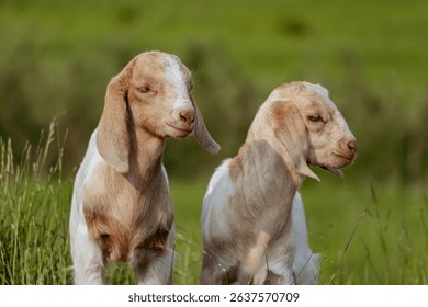 Two Young Baby Goats with Curious Faces – Close-Up of Cute Farm Animals in Natural Light
