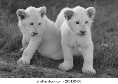 baby white lion with blue eyes