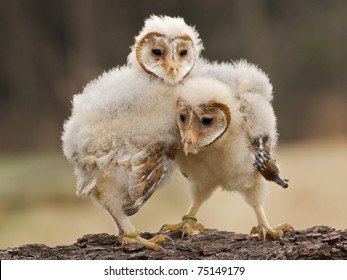 Two Young Barn Owls