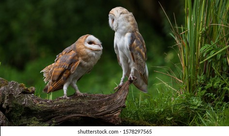 Two Young Barn Owls Sitting