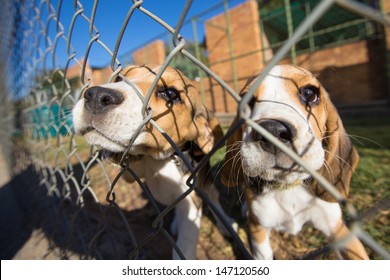 Two Young Beagle Puppies Behind A Fence In A Dog Pound