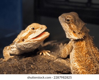 Two young beard dragons in the terrarium. - Powered by Shutterstock