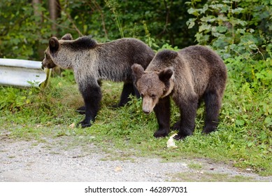 Two Young Bears On Parking Near Forest. Transfogarasan Road, Romania