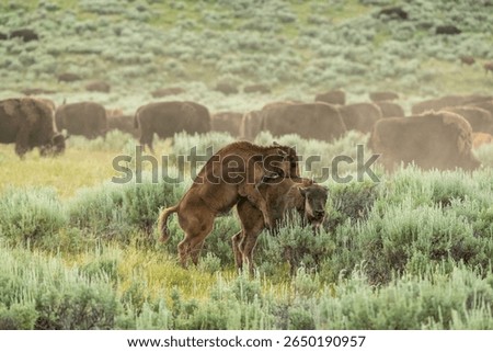 Two Young Bison Play On The Edge Of Herd in Yellowstone