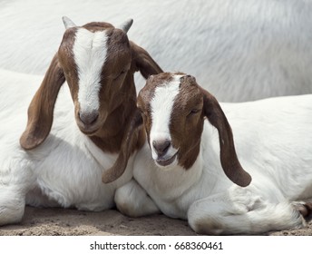 Two Young Boer Goats resting