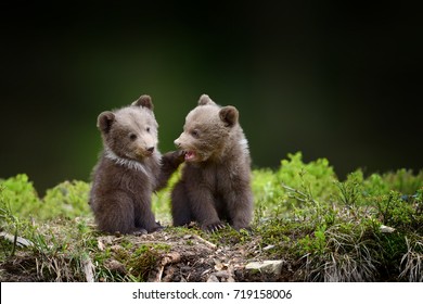 Dos jóvenes cachorros de oso marrón en el bosque. Retrato de oso marrón, animal en el hábitat natural. Escena de la vida silvestre en Europa. Tía de oso marrón sin madre.