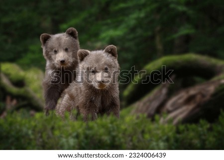 Two young brown bear cub in the forest. Portrait of brown bear, animal in the nature habitat. Wildlife scene from Europe. Cub of brown bear without mother