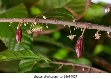 Two young cacao pods growing on farm tree close up view
