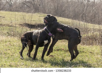 Dog One Ear Images Stock Photos Vectors Shutterstock