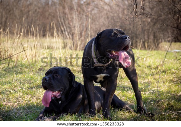 Two Young Cane Corso Natural Ears Stock Photo Edit Now