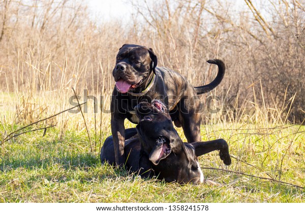 Two Young Cane Corso Natural Ears Stock Photo Edit Now