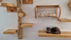 Two Young Cat Lying On Modern Cat Climbing Wallscapes. 