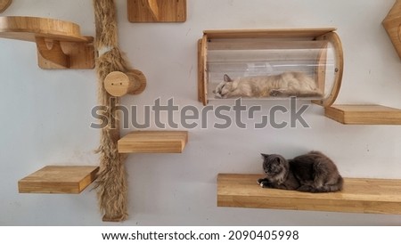 two young cat lying on modern cat climbing wallscapes. 
