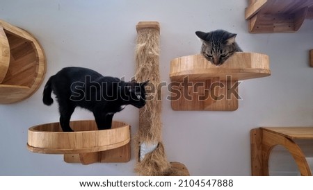 Similar – Image, Stock Photo Staircase with cat