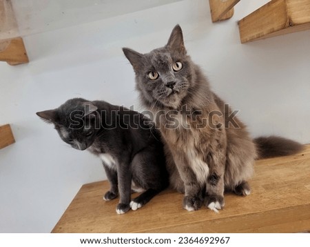 two young cat standing on modern DIY cat climbing wallscapes