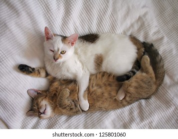 Two Young Cats Playing In Bed