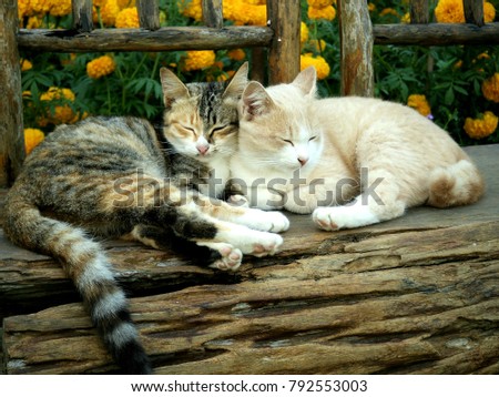 two-young-cats-showing-affection-450w-79