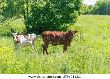 Two young cattle standing in a sunlit green meadow near trees