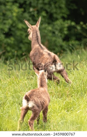 Similar – Image, Stock Photo two from behind Antelope
