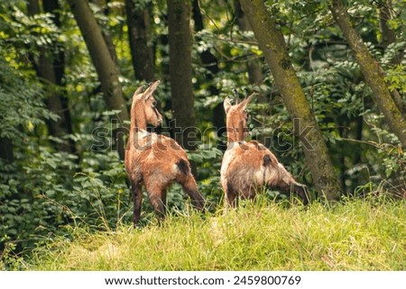 Similar – Image, Stock Photo two from behind Antelope