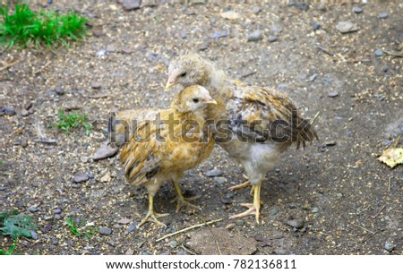 Two young cock to compete on the plot
