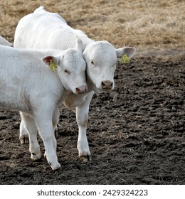 Two young cows standing close to each other in evening sun