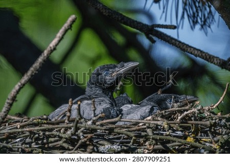 Two Young Crows Sitting in a Nest on a Tree Branch