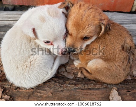 Similar – Image, Stock Photo True love Animal Soft