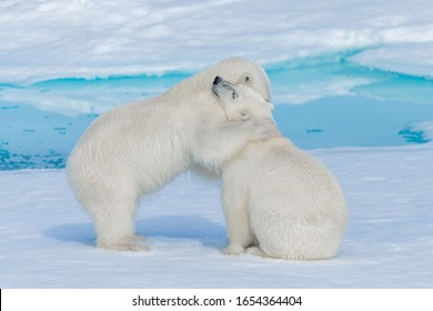 Two Young Cute Wild Polar Bear Cubs Hugging On Pack Ice In Arctic Sea