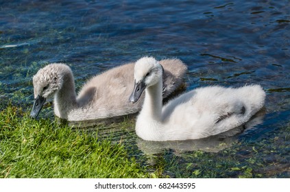 Two young cygnets of mute swan swimming on the lake looking for some food