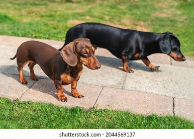 493 Brownie the dog Images, Stock Photos & Vectors | Shutterstock