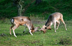 Two Young Deer Are Fighting. Deer Fight. Two Deer In Forest. Deer In Wild Nature