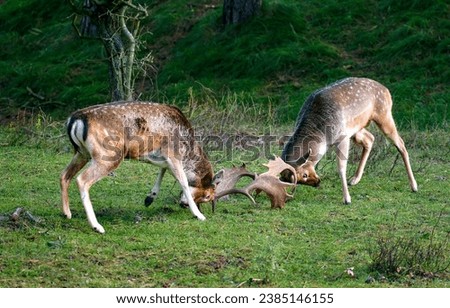 Two young deer are fighting. Deer fight. Two deer in forest. Deer in wild nature