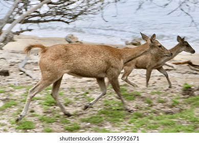 two young deer are running through a sandy beach
