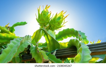 Two Young Dragon Fruits Growing On Top Of A Branch Of Cactus Tree At Dragonfruit Plantation