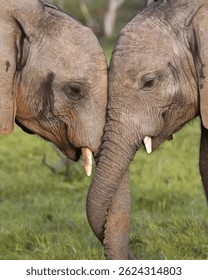 Two young elephants affectionately touch heads, gently intertwining trunks and tusks on a green field, showcasing a tender social moment.